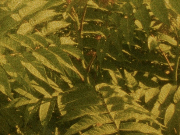 movie_image.jpg?type=m665_443_2