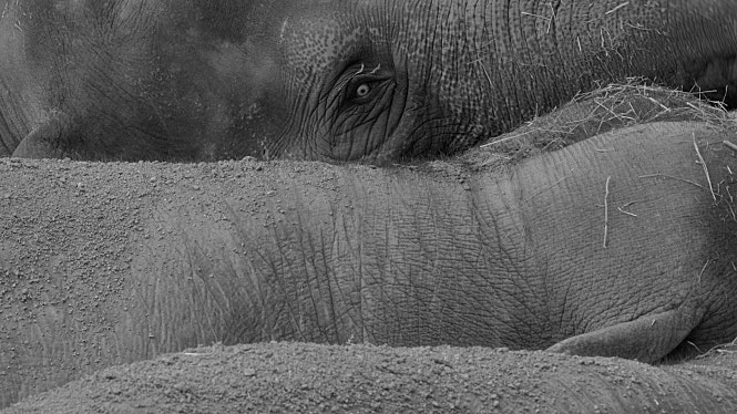 movie_image.jpg?type=m665_443_2